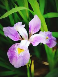 Close-up of purple iris