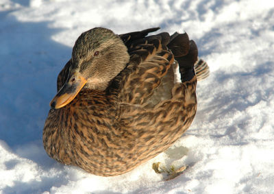 Close-up of mallard duck on snow