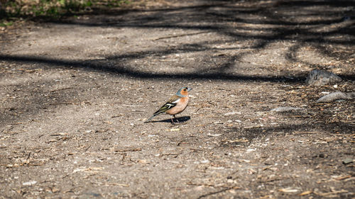 High angle view of bird perching on ground