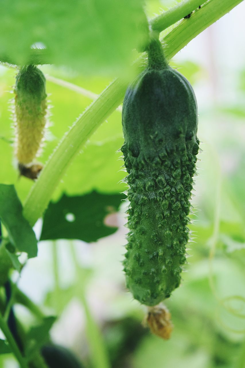 CLOSE-UP OF GREEN PLANT