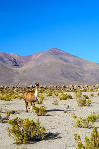 View of a landscape against mountain range