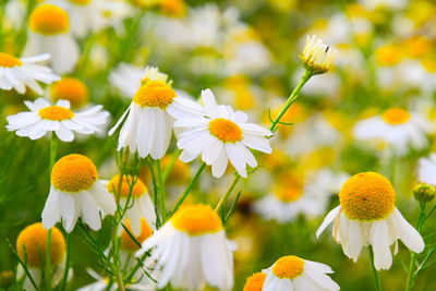 Close-up of white flowering plants