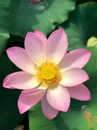 Close-up of pink lotus water lily