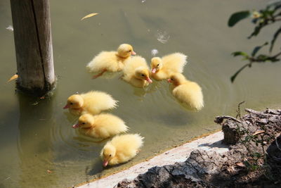 Sheep in a lake