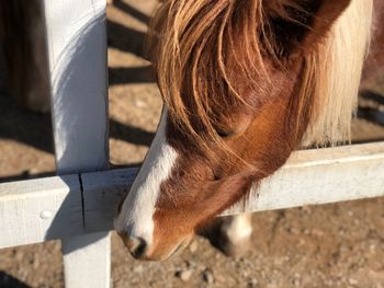 Close-up of a horse