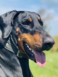 Close-up of a dog looking away