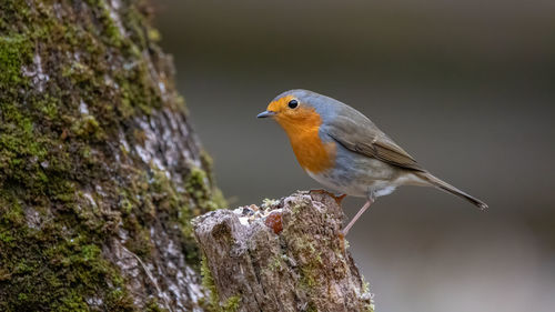 Close-up of bird perching on rock