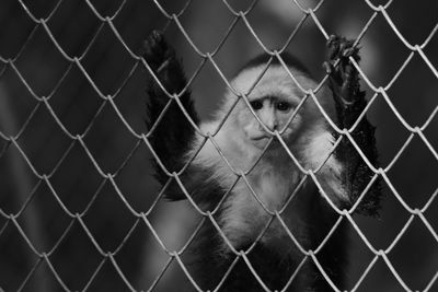 Portrait of monkey in cage