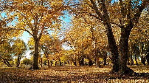 Trees on field during autumn