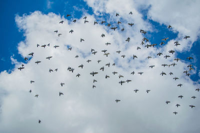 Low angle view of birds flying in sky