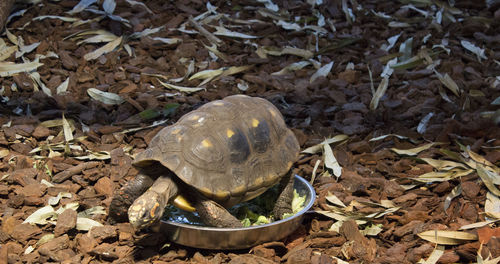 High angle view of tortoise