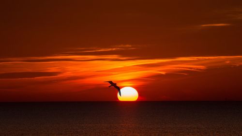 Silhouette bird flying over sea against orange sky