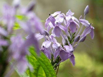 Close-up of purple flowers blooming outdoors