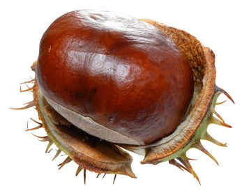 chestnut
