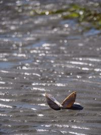 Close-up of crab on beach