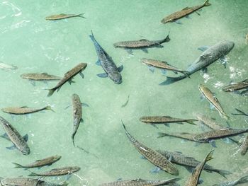 High angle view of fish swimming in river