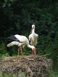 View of birds in nest