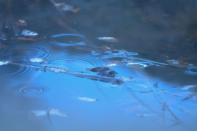 High angle view of jellyfish swimming in sea