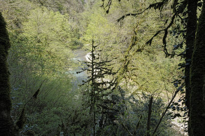 High angle view of trees growing in forest