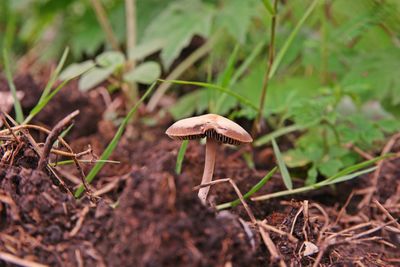 Close-up of mushroom growing on field