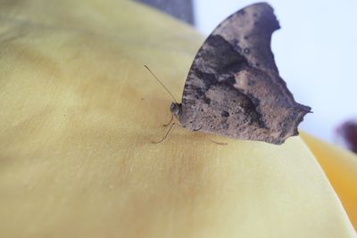 Close-up of butterfly