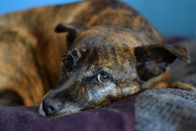 Close-up of dog lying down