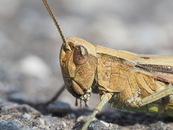 Close-up of grasshopper