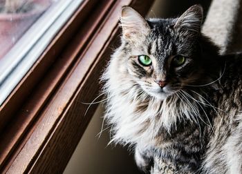 Close-up portrait of a cat