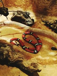 Close-up view of snake