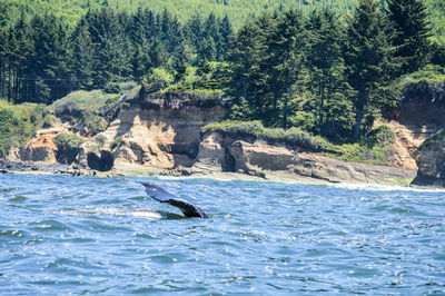 Scenic view of swimming in sea