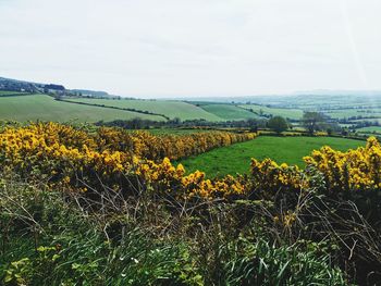 Scenic view of field against sky