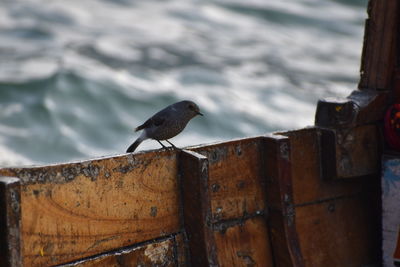 Bird perching on rusty metal