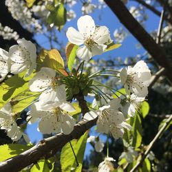 Close-up of white cherry blossoms in spring