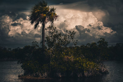 Plants and trees against sky during sunset