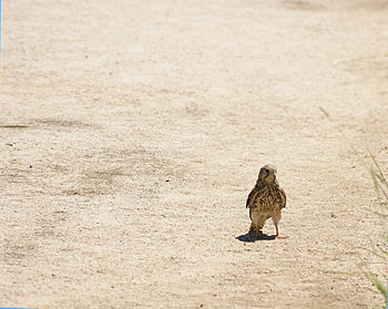 High angle view of eagle walking on land