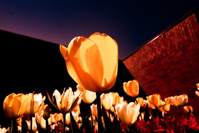 Close-up of orange tulips
