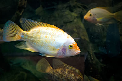 Close-up of fish swimming in water