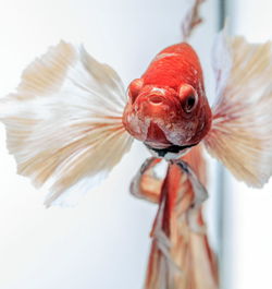 Siamese fighting fish, black backdrop, betta splendens, betta fish, half moon betta.