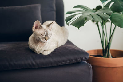 Cat sitting on sofa at home