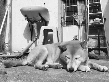 Dog sleeping outdoors