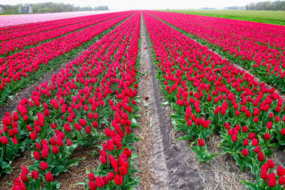 Red flowers in field