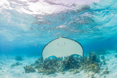 Stingray swimming up with coral