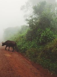 Water buffalo on road during foggy weather