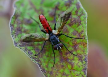 Cylindromyia bicolor - raupenfliege
