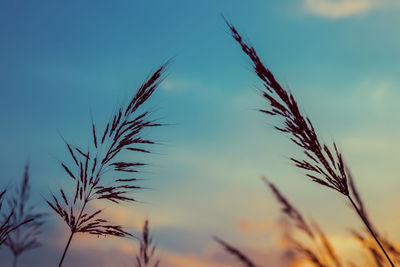 Close-up of wheat growing on field against sky