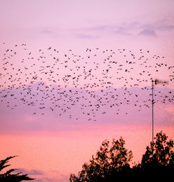 Flock of birds flying in sky