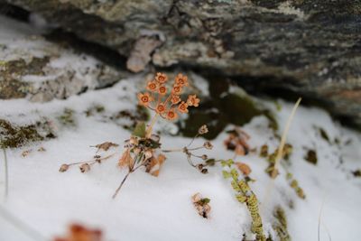 Close-up of snow on plant during winter