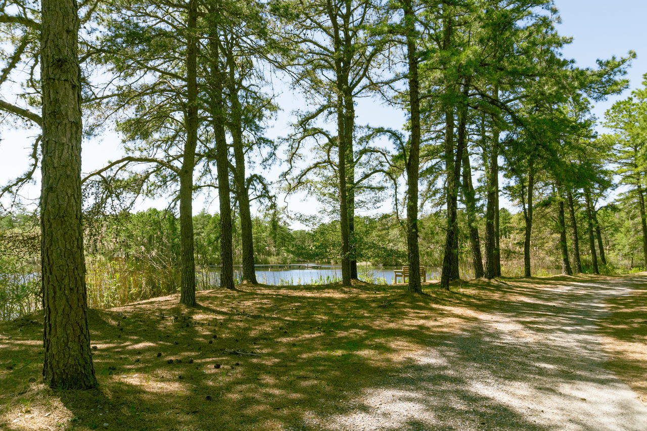 TREES GROWING IN FOREST