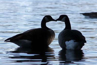 Ducks swimming in lake