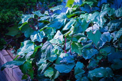 Close-up of purple flowering plants